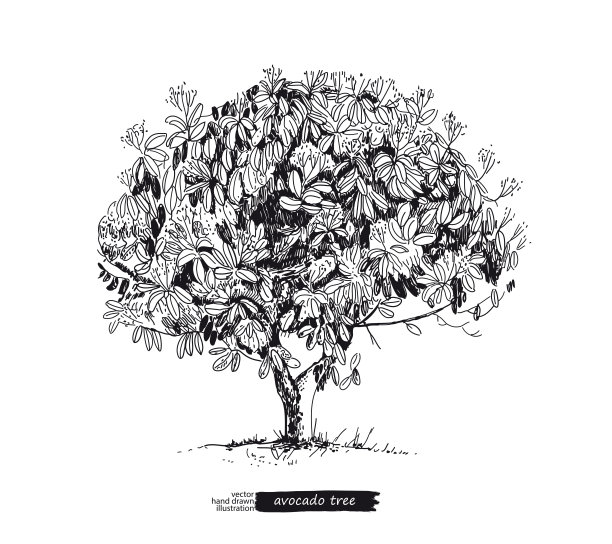 在白色背景上孤立的鳄梨树。线的艺术风格。图片下载
