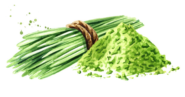 麦粒与麦草植物和粉。水彩手绘插图孤立的白色背景图片下载