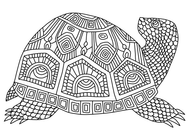 大龟与图案着色书的儿童和成人。图片下载
