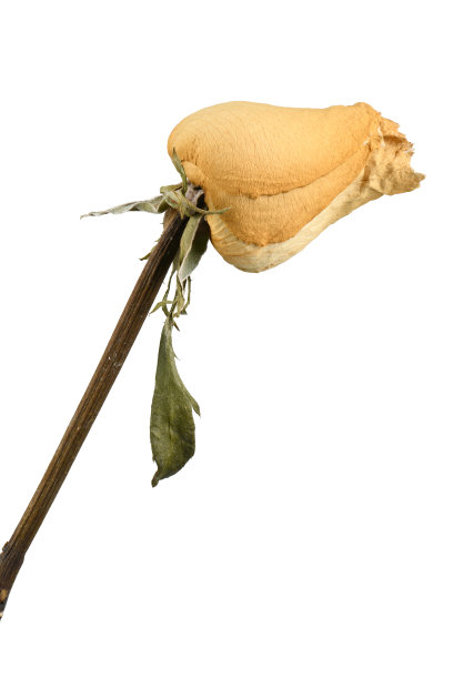 褪色的玫瑰孤立在白色。图片下载