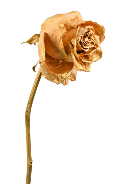 孤立在白色上的金玫瑰。金色干花头。图片下载