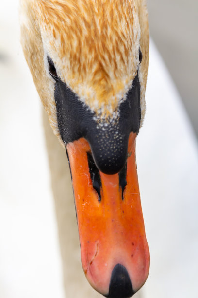 天鹅的画像从天鹅色向上。眼睛的特写照片图片下载