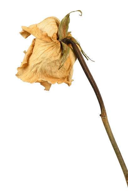 褪色的玫瑰孤立在白色。图片下载