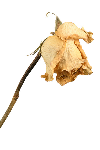 褪色的玫瑰孤立在白色。图片下载