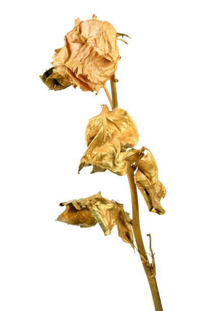 孤立在白色上的金玫瑰。金色干花头。图片下载