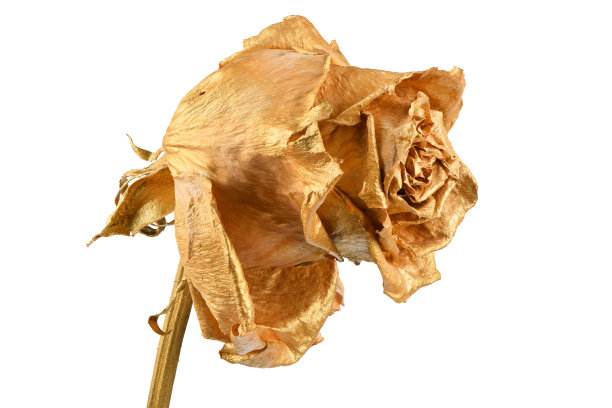孤立在白色上的金玫瑰。金色干花头。图片下载
