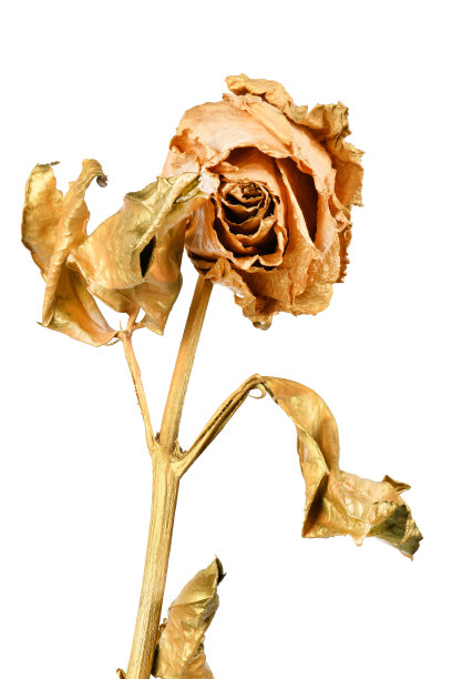 孤立在白色上的金玫瑰。金色干花头。图片下载