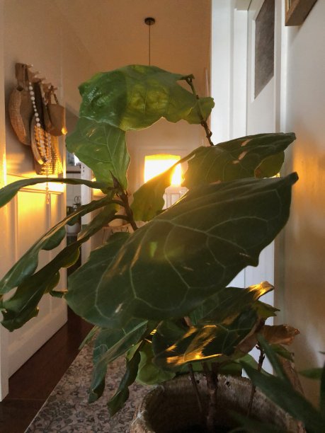 太阳把窗户照了下来。图片下载