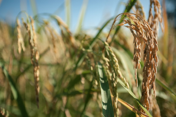 金色稻田的特写照片图片下载