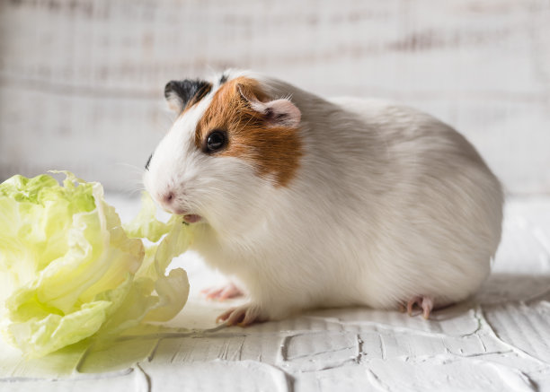 豚鼠正在吃卷心莴苣。近距离素材图片