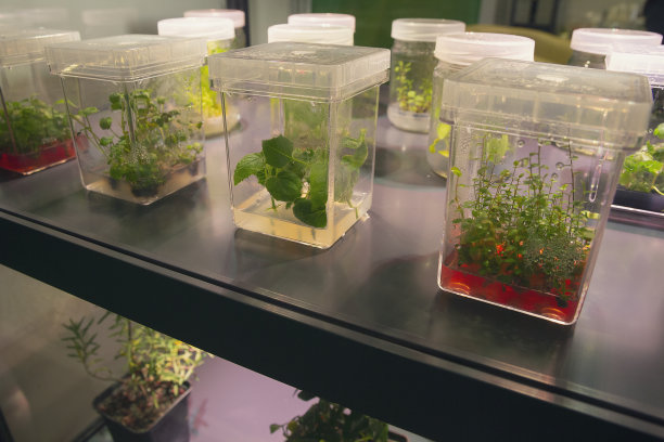 各种植物的芽在容器中发芽图片下载