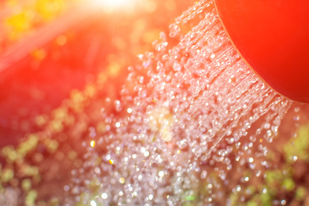 园艺浇水，园艺选择重点。用喷壶里的水浇水图片下载