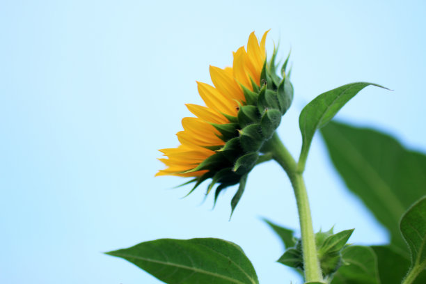 侧面的向日葵盛开在充满活力的天空颜色的背景。图片下载