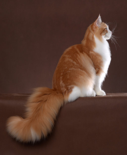 缅因库恩图片下载