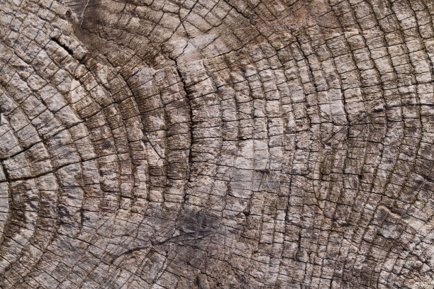 老木纹表面特写。表面有苔藓和浮雕。老木板的旧木纹和苔藓的库存照片。照片上的棕色和灰色。图片下载