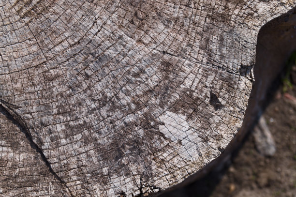 老木纹表面特写。表面有苔藓和浮雕。老木板的旧木纹和苔藓的库存照片。照片上的棕色和灰色。图片下载