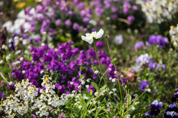 春天的花朵图片下载