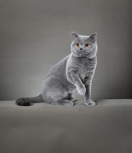 英国短毛猫图片下载