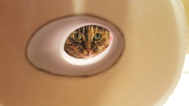一只猫从厕纸的洞里往外看图片下载