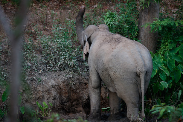 亚洲象(大象)或亚洲象图片下载