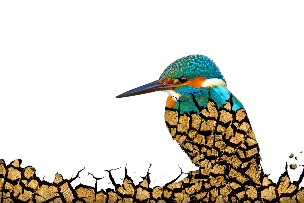 土壤裂缝。抽象的性质。孤立的形象。白色背景。图片下载