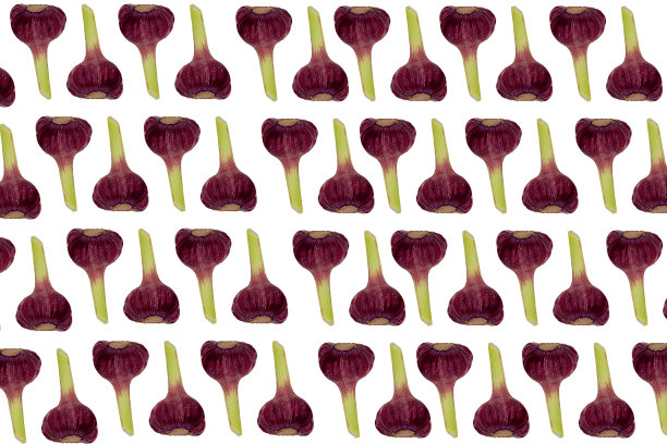 大蒜鳞茎模式图片下载