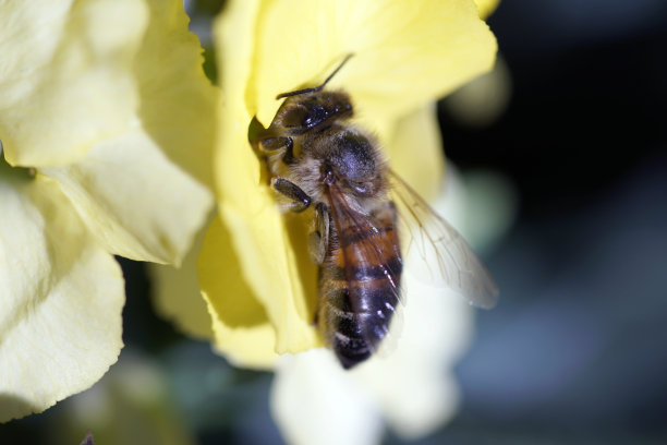 黄蜂在黄花上采集花粉。图片下载