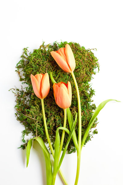 花的概念。美丽的新鲜郁金香和绿色苔藓在白色的背景。垂直框架，俯视图图片下载