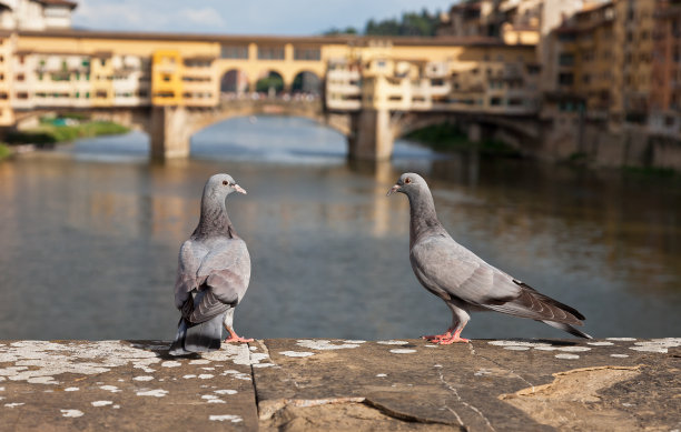 佛罗伦萨韦基奥桥前日落时的鸟儿图片下载