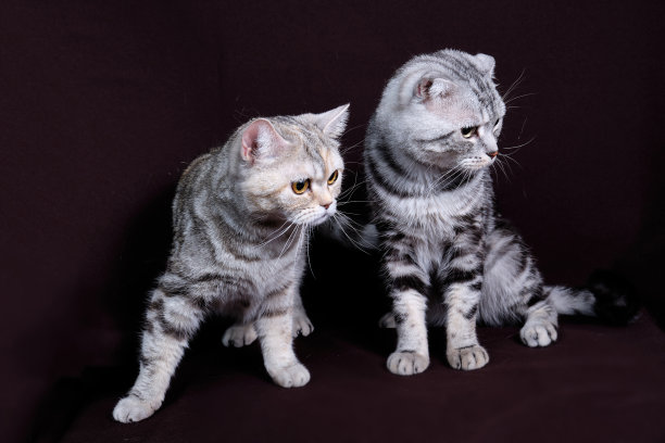 两只猫，苏格兰折叠大理石银，苏格兰直，肖像在黑暗的背景。图片下载