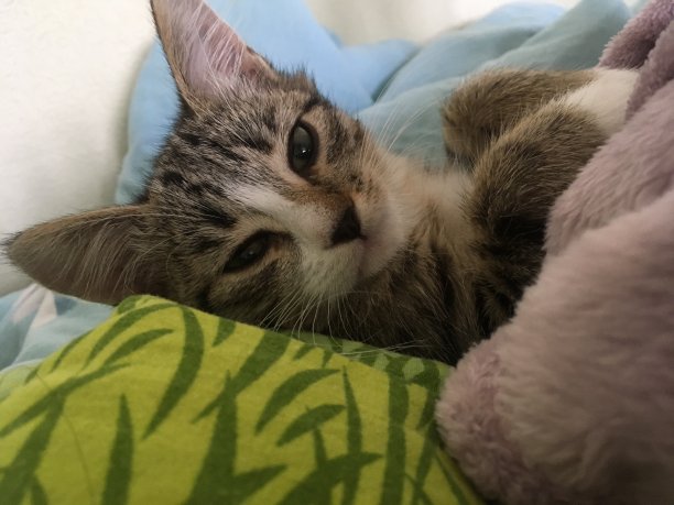 睡觉的猫图片下载