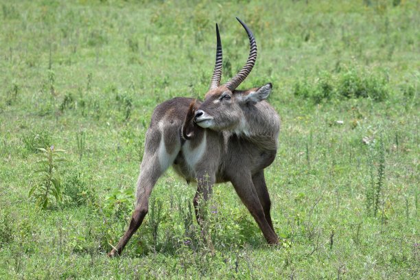 近距离观察羚羊图片下载