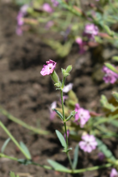 簇绒肥皂草图片下载