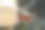 一个人用链锯在砍一棵大的白桦树图片下载