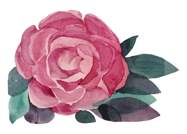 水彩手绘粉红色的花与叶牡丹，茶花，玫瑰，笔触孤立在白色的背景创作艺术对象素材图片