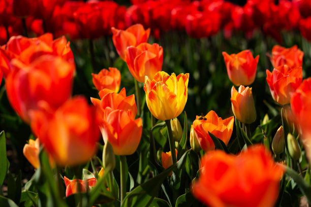 明亮的桔黄色郁金香。花坛里的橙色郁金香。图片下载