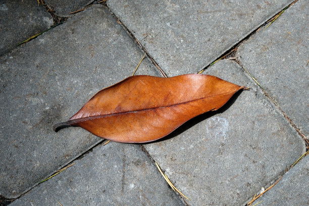 一片木兰叶落在人行道上。图片下载