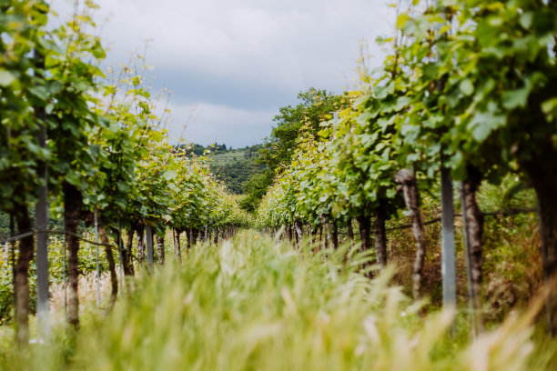阴天的葡萄园图片下载