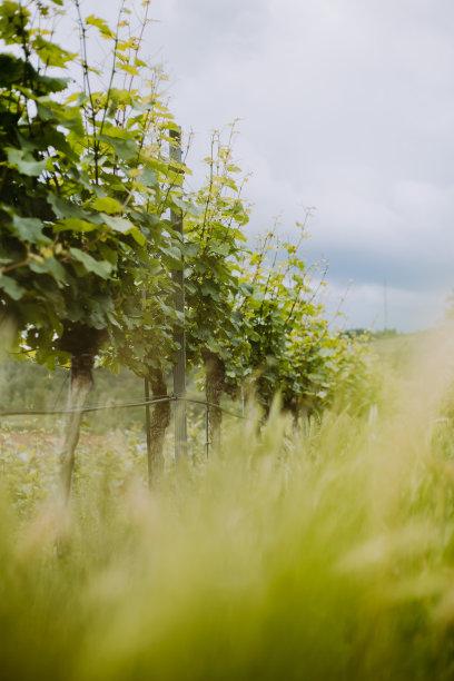 阴天的葡萄园图片下载
