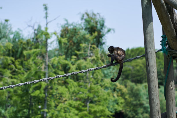 卷尾猴坐在绳子上图片下载