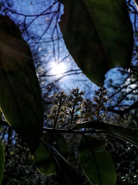 光线透过树叶图片下载