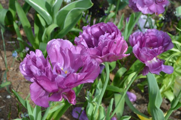 在一个阳光明媚的春天，在一个花园，美丽的室外花背景与软焦点的俯视图图片下载