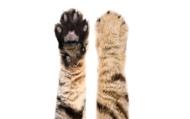 一只苏格兰直猫的爪子，孤立在白色背景上，特写图片下载