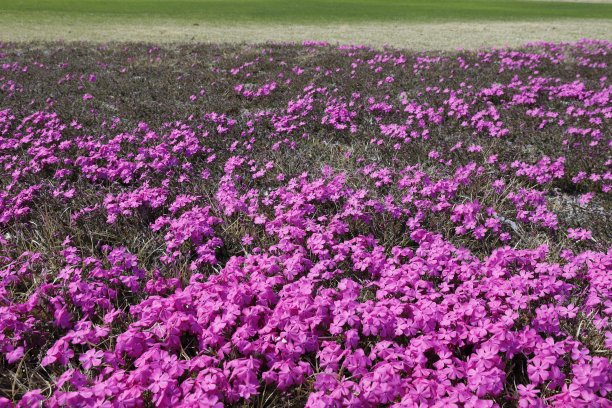 粉红色的花朵图片下载