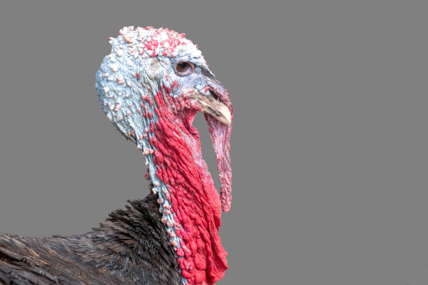 火鸡飞过来了。灰色背景图片下载