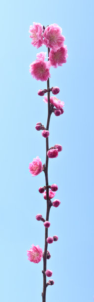 装饰性的桃树图片下载