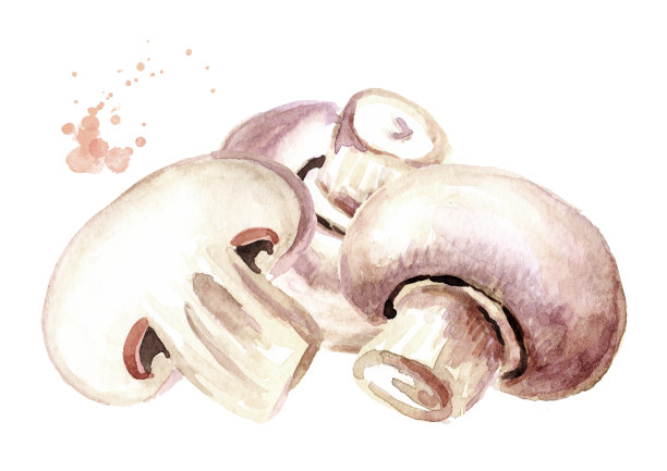 新鲜的蘑菇食用香草。水彩手绘插图，孤立的白色背景图片下载