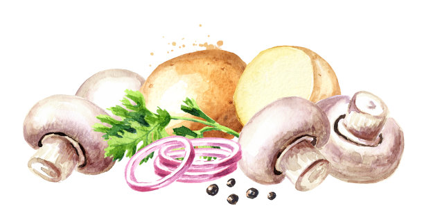 新鲜蘑菇配土豆，洋葱，香草和香料。水彩手绘插图孤立的白色背景图片下载