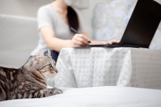 在家工作，学习，创意空间，概念。商业亚洲女性自由职业者与助理猫工作在笔记本电脑和电脑在家里。因COVID-19病毒爆发而居家隔离的人员图片下载