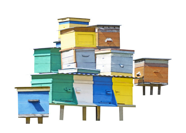 白色上有孤立的蜂房图片下载